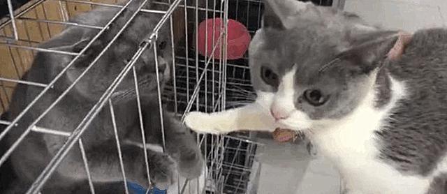 網友在寵物店看中一只貓，準備帶走的時候，見證了貓咪間的深情 萌寵 第3張