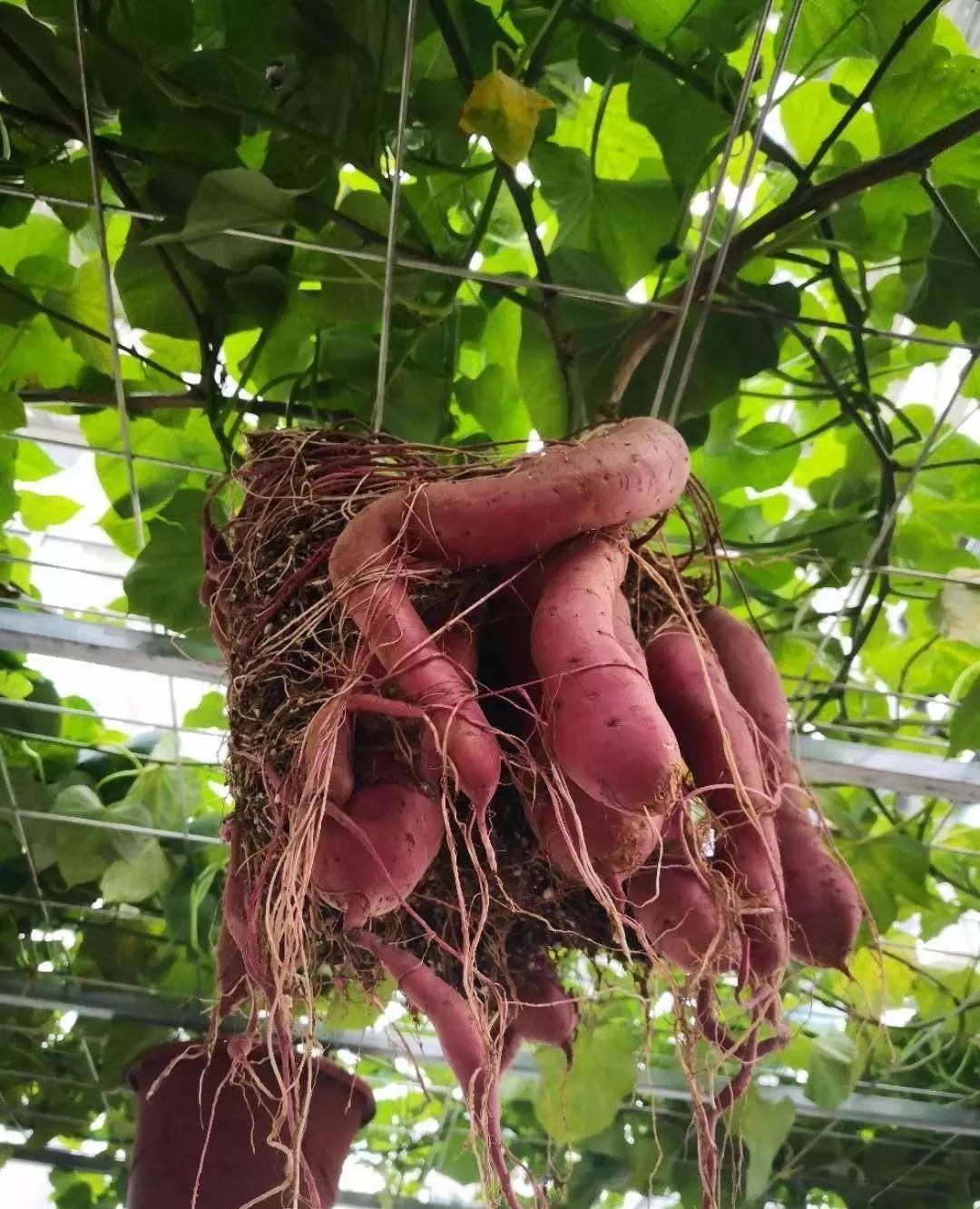 红薯花水培种植方法（随便找来一个红薯，水培以后居然开花好美，红薯开花似喇叭） | 说明书网