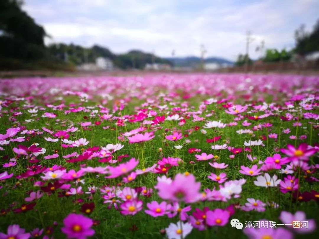 格桑花开,幸福归来