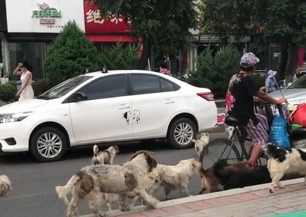 一群流浪狗「群毆」老奶奶，本打算上前解救，下一秒悲劇卻發生了 萌寵 第3張