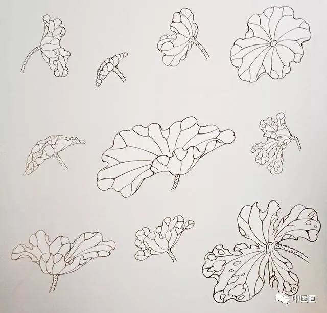花蕾画法1,花朵画法白描荷花是指以毛笔墨线勾勒的方法去表现荷花的花