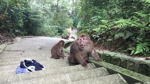 峨眉山猴子有"艳福 路过的美女被"劫色 山上的阿姨有妙招_游客