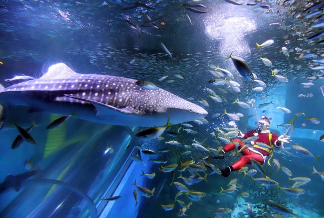 世界上最大的鱼类鲸鲨日本水族馆过圣诞 与潜水员和谐