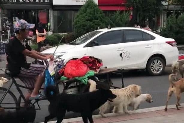 一群流浪狗「群毆」老奶奶，本打算上前解救，下一秒悲劇卻發生了 萌寵 第2張