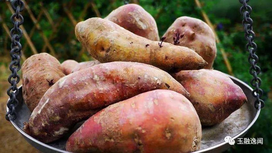 【福清漫笔】福清栽培400多年历史的甘薯（地瓜）是长乐人引进的....