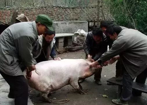 准备就绪后 4,5个大男人合作抓猪 用绳子套住猪脚,要给人抓住耳朵和