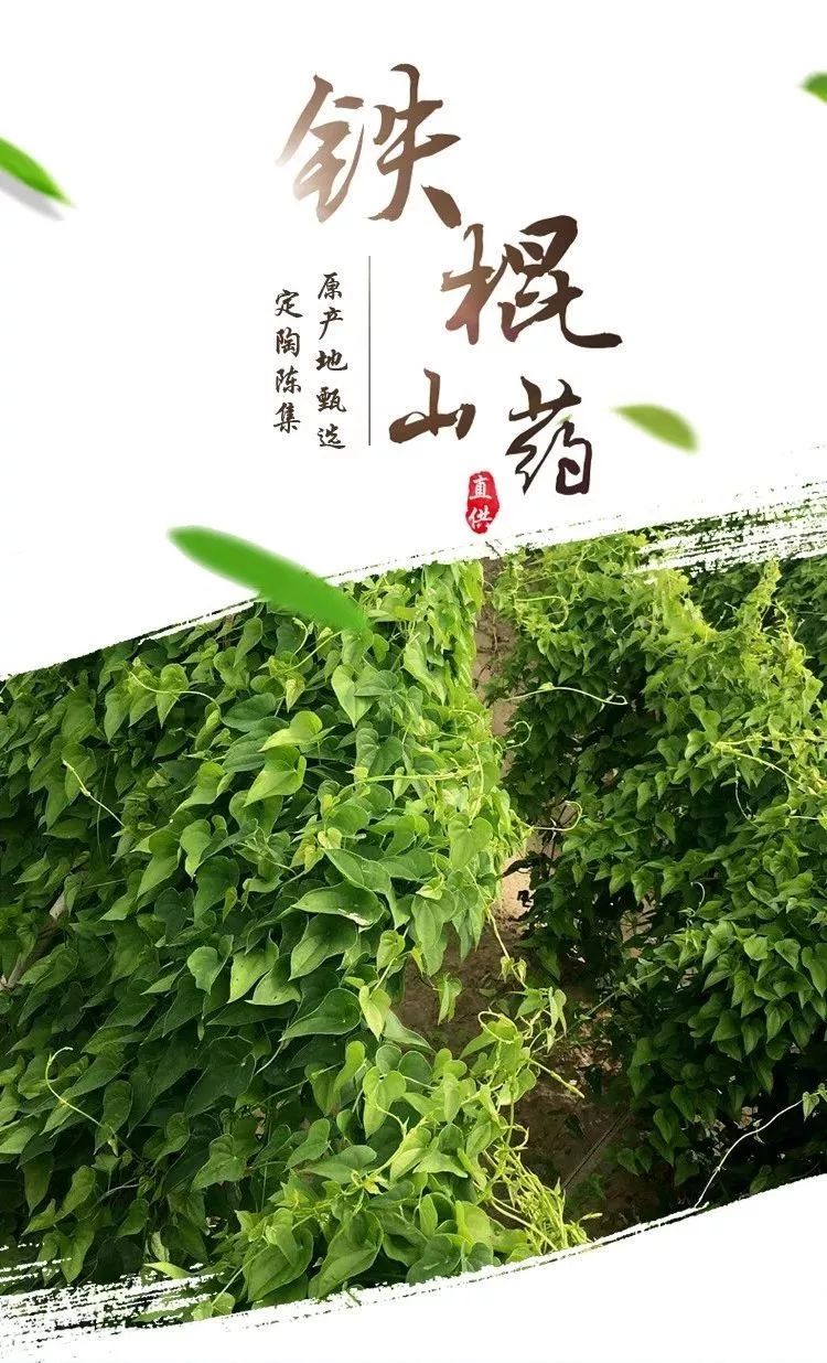 小伙伴们,您要的陈集铁棍山药来啦!