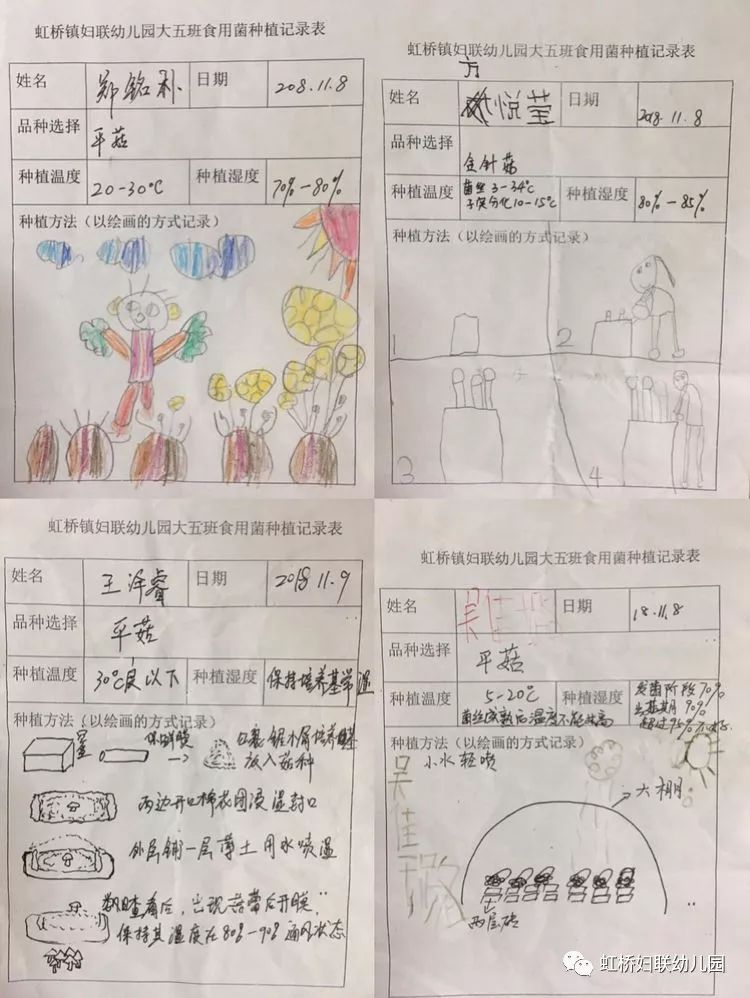 蘑菇成长记——虹桥镇妇联幼儿园悦玩创课程故事