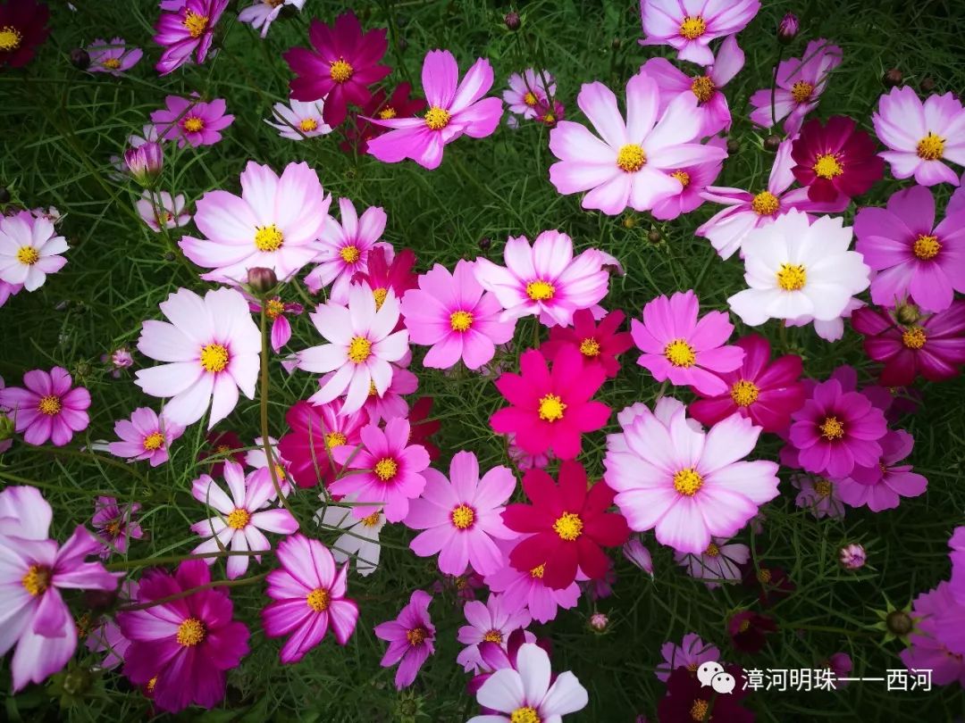 格桑花开,幸福归来