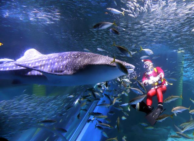 世界上最大的鱼类鲸鲨日本水族馆过圣诞 与潜水员和谐