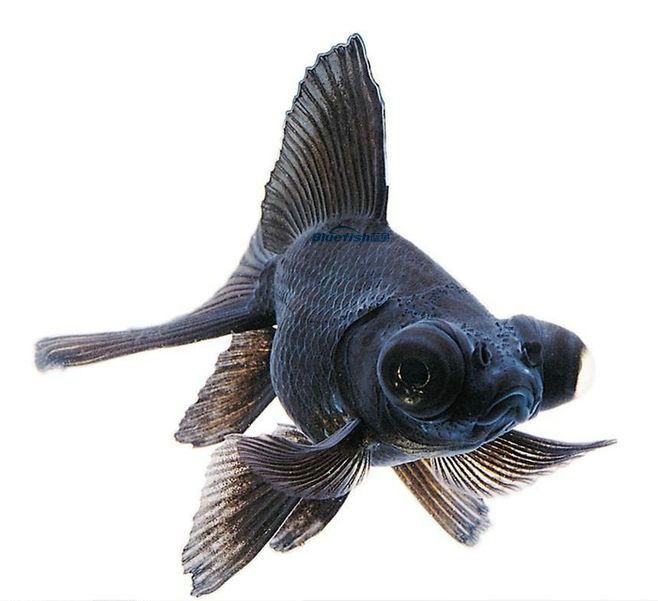 在单色金鱼品种 中,黑色金鱼最为名贵,普通红色金鱼出生时为青灰色