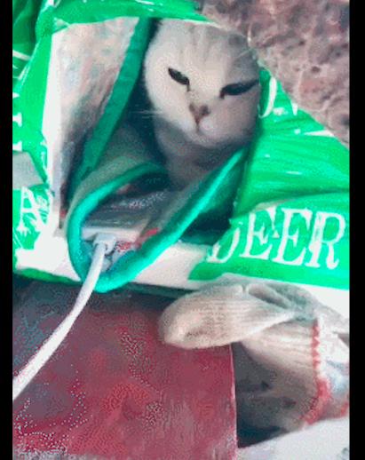 主人擔心貓咪怕冷，用電熱毯把它的窩給蓋起來，貓：謝謝鏟屎官！ 萌寵 第3張
