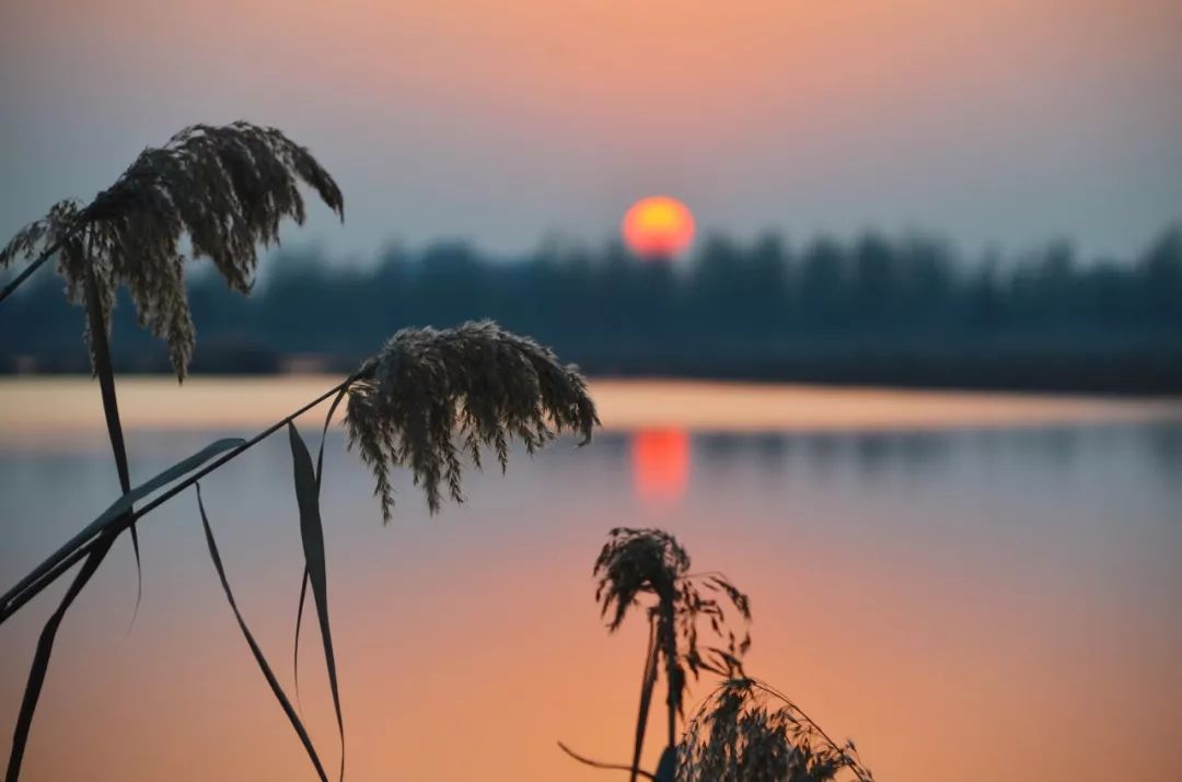 这一刻洪泽湖湿地美到没朋友落日余晖那么美