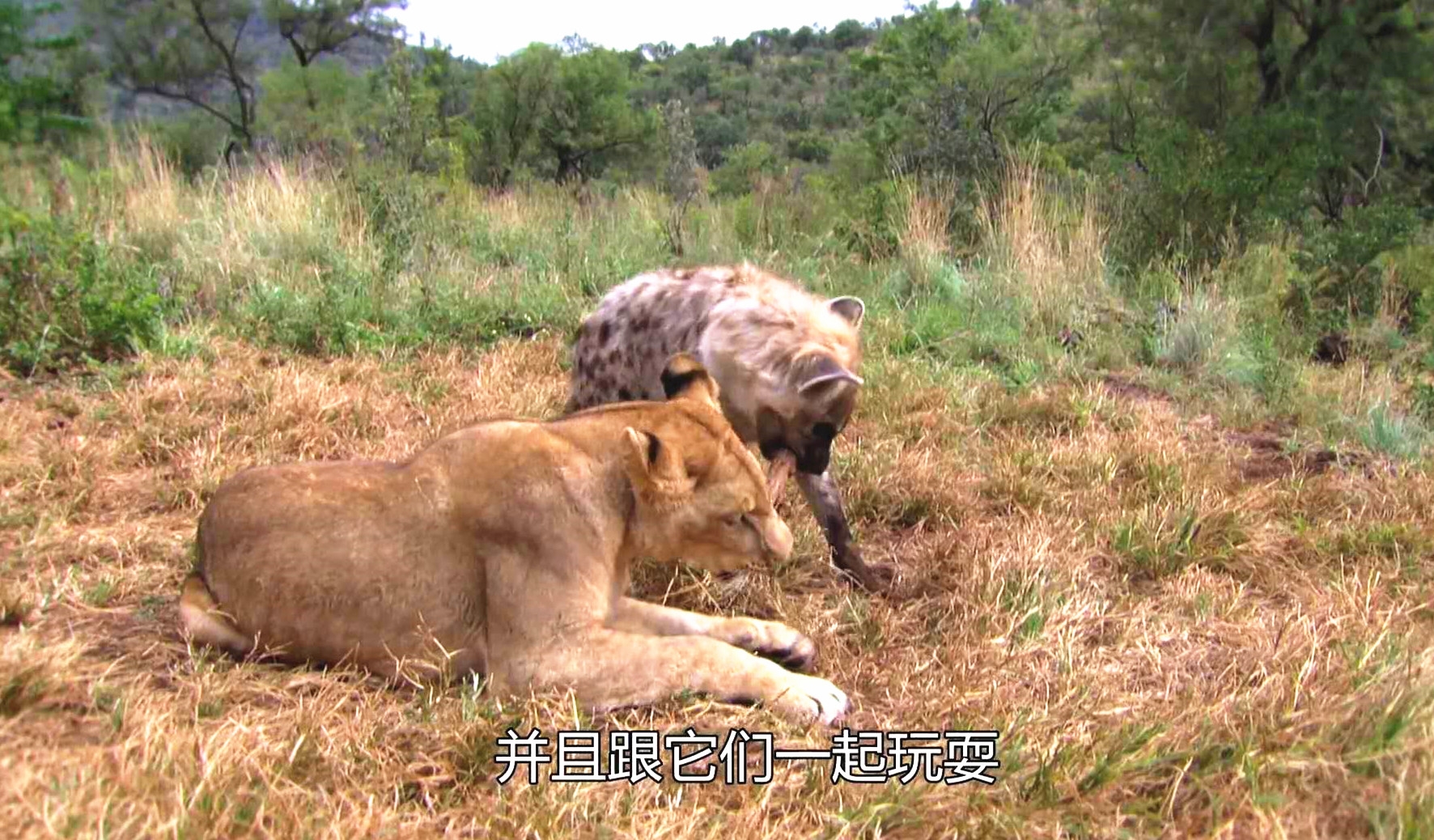 属于猫科动物的狮子和鬣狗科动物的鬣狗都是群居性动物,靠群体的力量