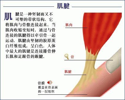 武侠小说中挑断手筋和脚筋是怎么回事？还有救吗？医生告诉你答案