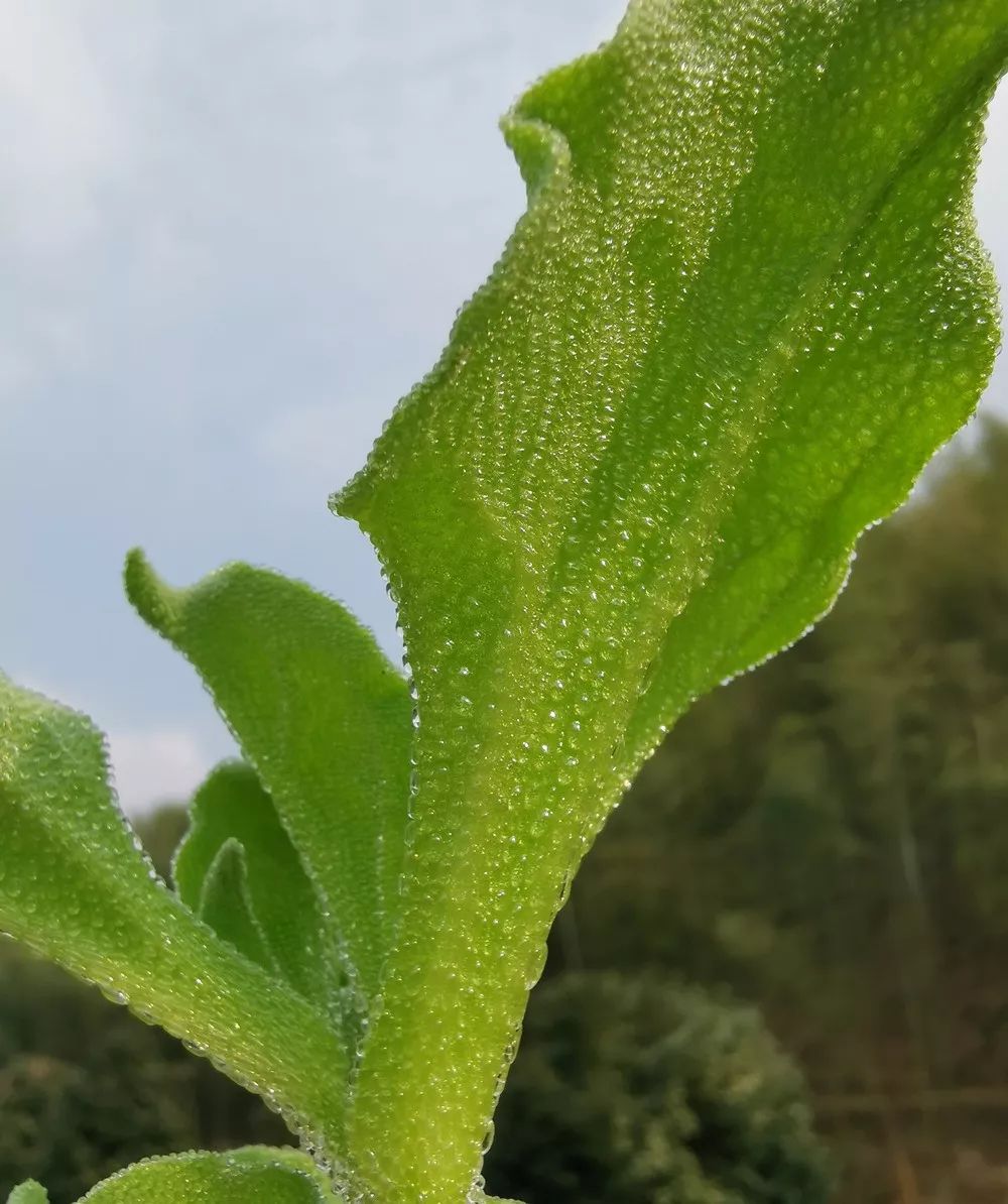 自带咸味儿的菜?是的,还能吃到小水珠哦