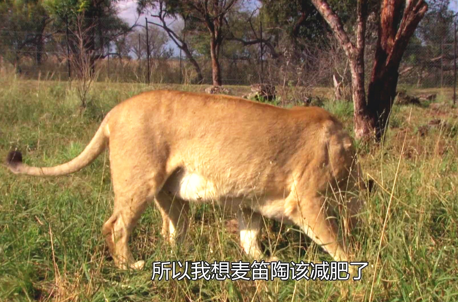 母狮肚子太胖被认为怀了小狮子兽医检查后却忍不住笑了