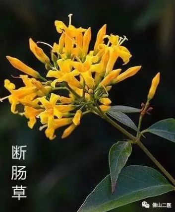 食药新闻|男子网购"金银花"治感冒,喝下竟是"断肠草"险致死!如何区分?