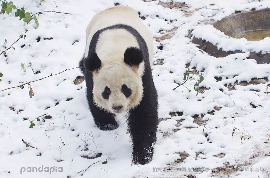 熊猫们在冬天,为什么不怕冷?