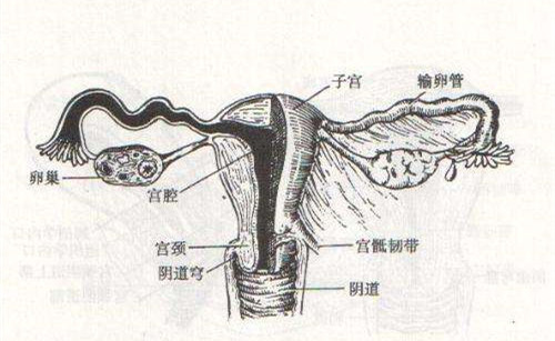 子宫大小与年龄及生育有关,未产者约长7.