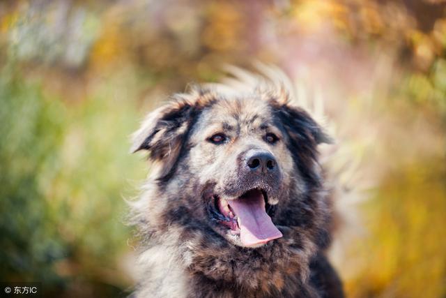 公认最优秀的5大护卫犬 给它一口吃的 就会给你卖命 狗狗