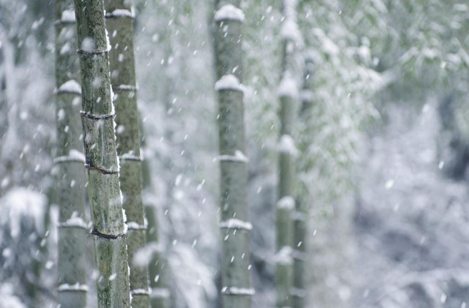 【诗词鉴赏】古诗词中的雪竹,不负岁寒心!