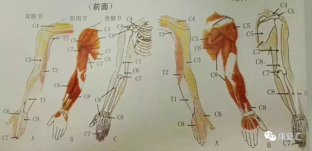 肘及腕的主要肌肉及神经支配 小腿的主要肌肉及神经支配 臂丛神经是