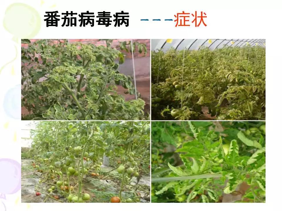 超全版!番茄病虫害图解及防治方法