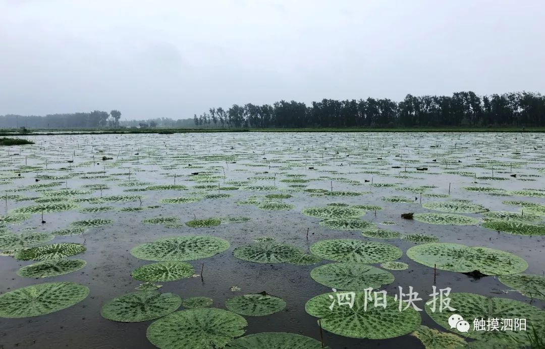 双沟镇小农场 2,泗阳县:卢集镇郝桥村,新袁镇三岔村,庄圩乡水庄村,张