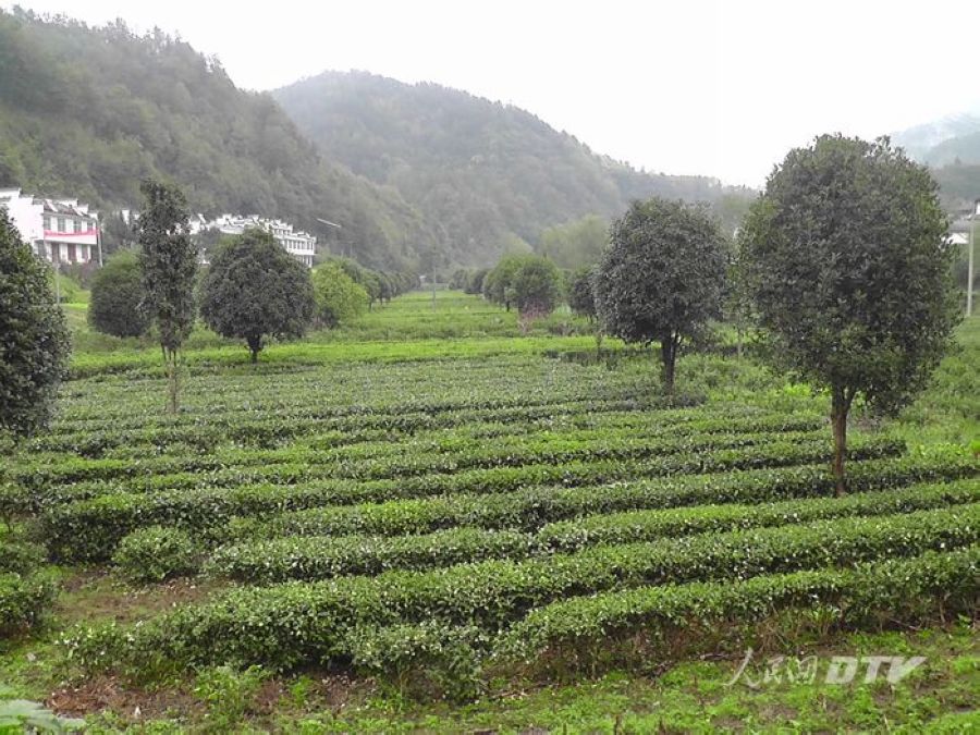 新风化人战贫困--陕西安康平利县三阳镇扶贫掠影-人民