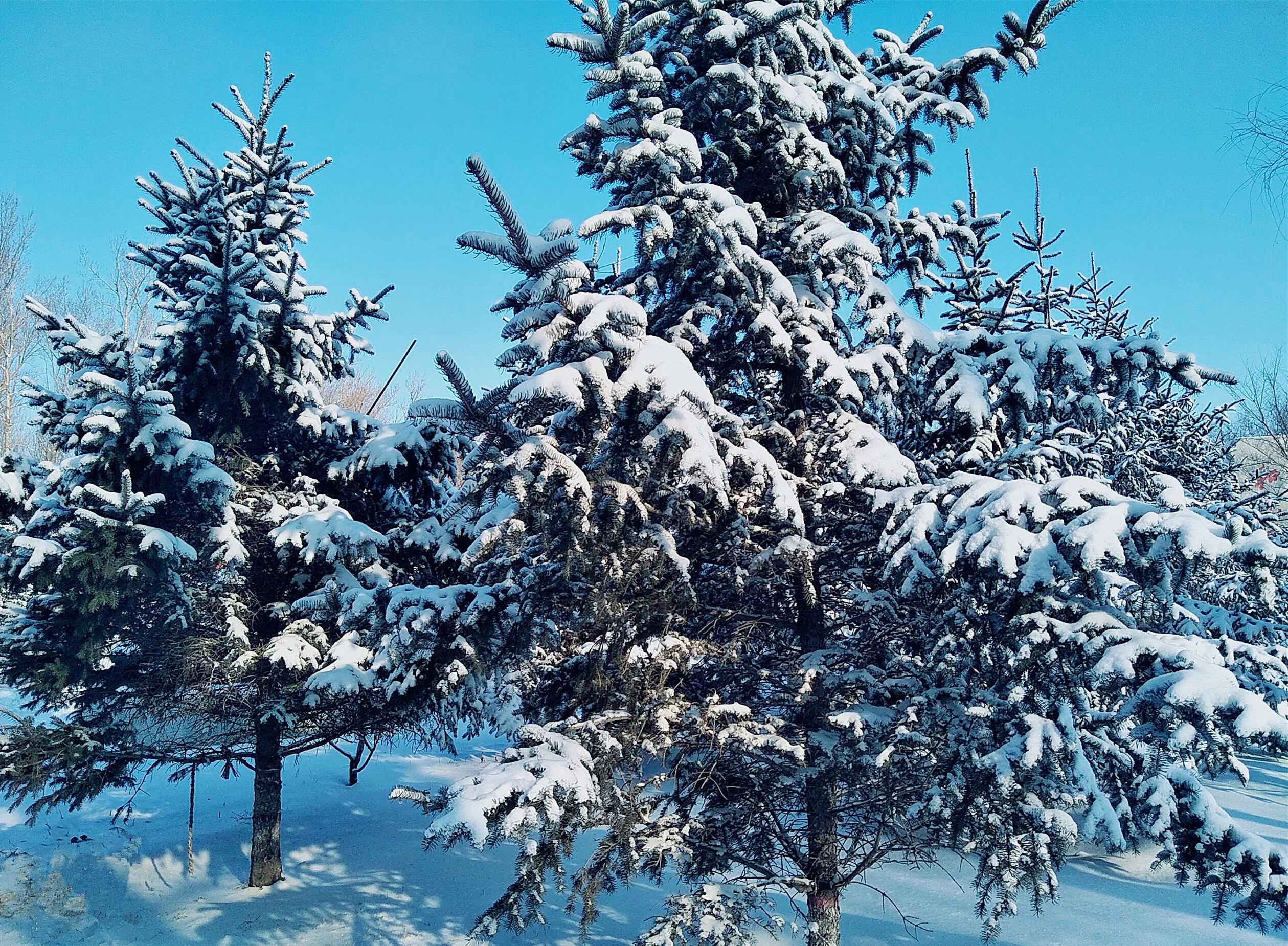 北方大雪记录 银装素裹的世界 冬日的世外桃源 东北