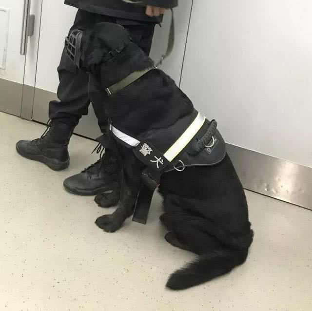 警犬一早搭地鐵上班，乖乖枕著執勤小哥哥的腿，還賣起了萌 萌寵 第1張