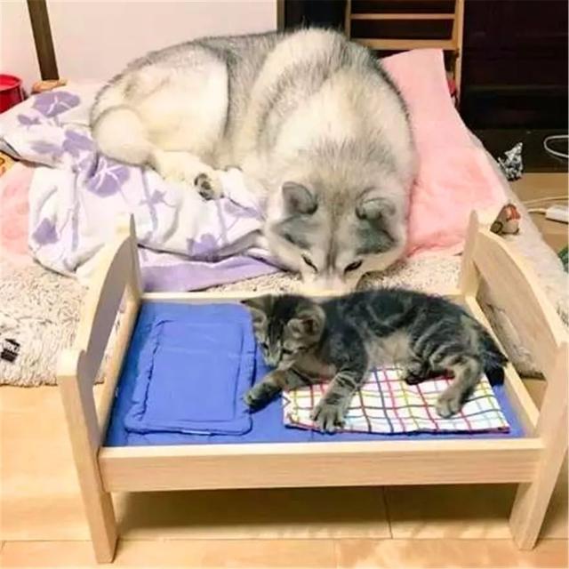 主人給貓咪買來新床，但被哈士奇看見後，貓咪失去小床心情糟糕！ 萌寵 第4張