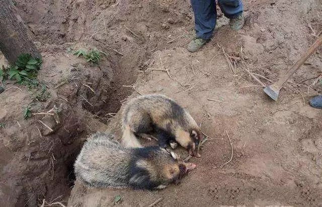 常怒孬邪在坟地游走从前遭农人悔恨现在仿佛未灭绝