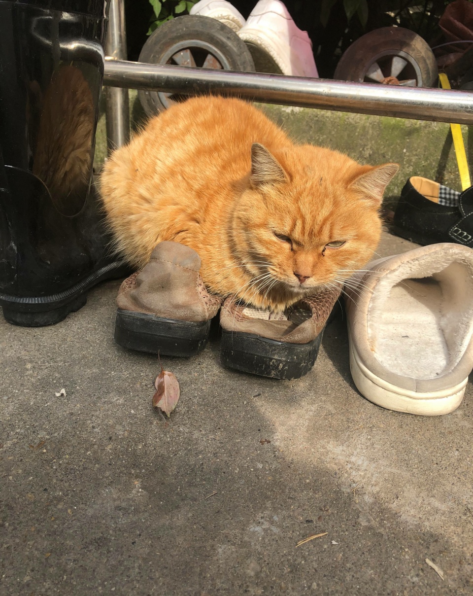 橘貓曬太陽嫌地面涼，把拖鞋墊身子底下，笑噴了 萌寵 第4張