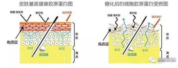 健康肌肤vs糖化肌肤