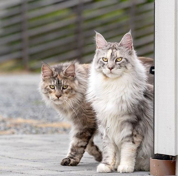 原以为缅因猫姐妹可以一直统治森林没想到后来冒出了它