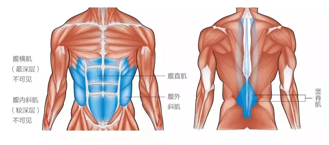 腹肌(abdominals),包括腹直肌,腹外斜肌,腹内斜肌和腹杭肌等.