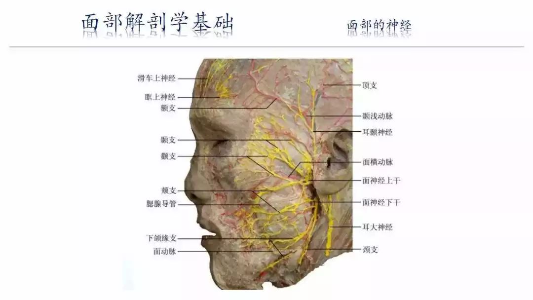 面部年轻化基于解剖学的面部提升术