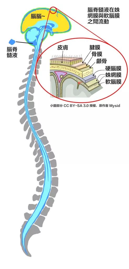 你脑脊髓液的颅荐椎疗法
