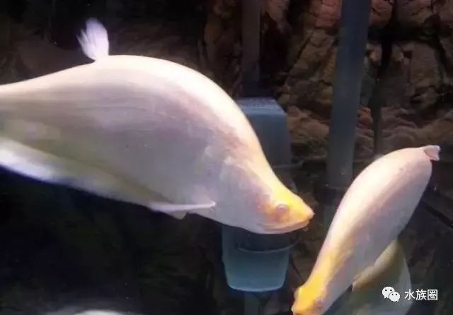 观赏鱼中的白癜风白化鱼