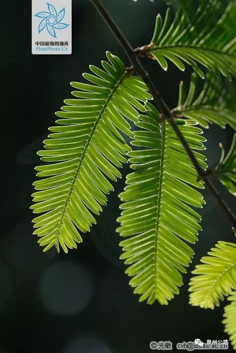 【路边植物】杉科"三兄弟"_池杉