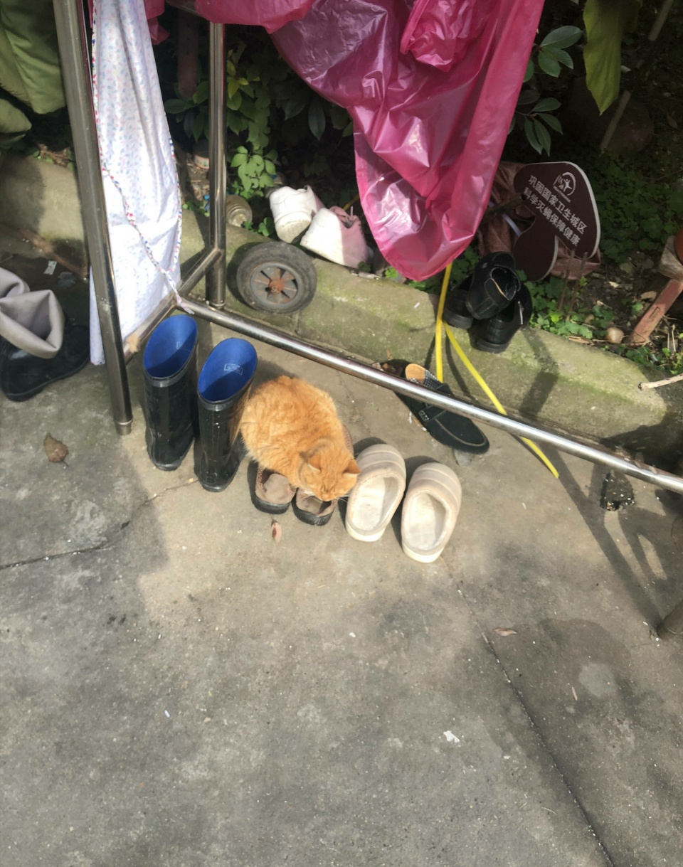 橘貓曬太陽嫌地面涼，把拖鞋墊身子底下，笑噴了 萌寵 第2張