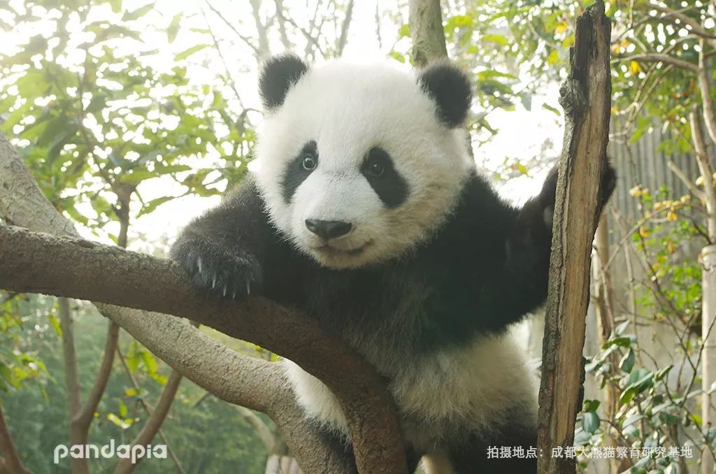 (川仔)关于大熊猫黑眼圈的作用,以前听过一种说法:大熊猫在跟其他动物