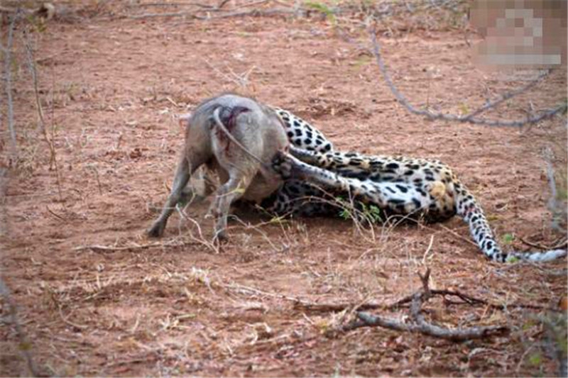 花豹將疣豬撲倒在地，並沒有馬上開吃，而是慢慢將它折磨至死 萌寵 第4張