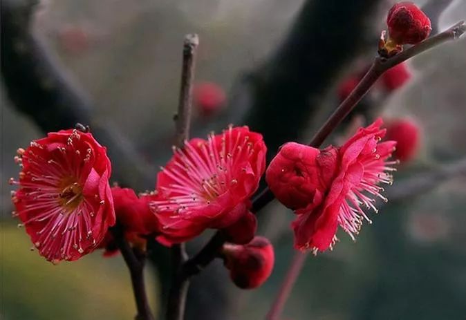 【每日一花】花瓣深红的朱砂梅,新生小枝木质部也是深