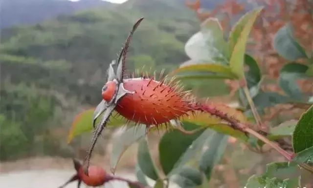 客家人最常吃的山货大全,你吃过几种?