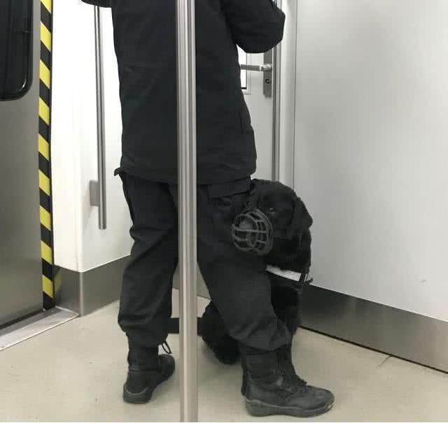 警犬一早搭地鐵上班，乖乖枕著執勤小哥哥的腿，還賣起了萌 萌寵 第2張