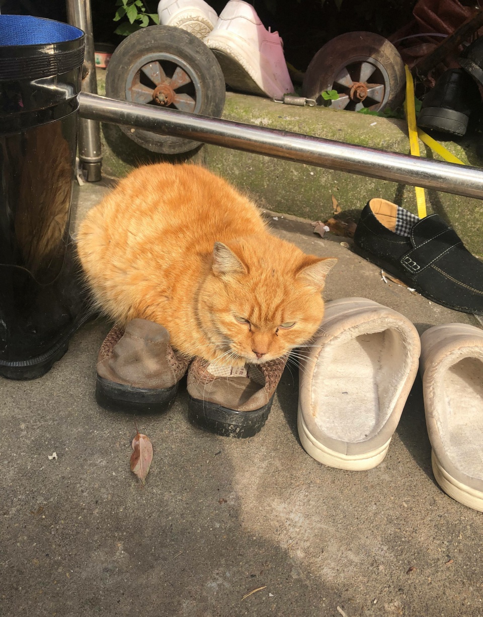 橘貓曬太陽嫌地面涼，把拖鞋墊身子底下，笑噴了 萌寵 第3張