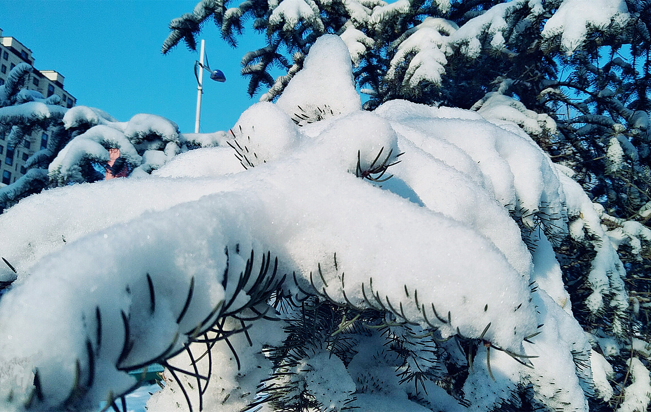 北方大雪记录 银装素裹的世界 冬日的世外桃源 东北